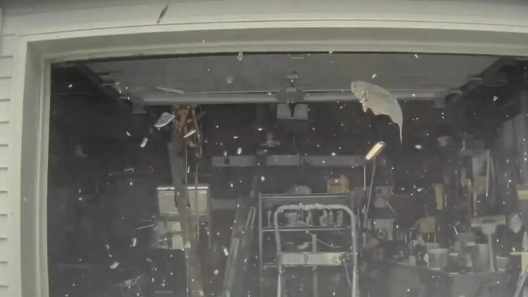 Fish landing on Tesla in Atlantic Highlands, NJ