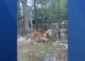 Woman jumps tiger fence at Cumberland County Zoo in NJ