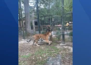 Woman jumps tiger fence at Cumberland County Zoo in NJ