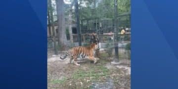 Woman jumps tiger fence at Cumberland County Zoo in NJ