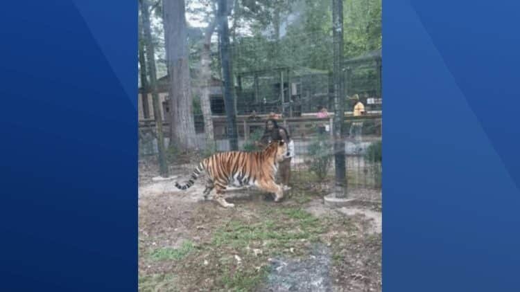 Woman jumps tiger fence at Cumberland County Zoo in NJ