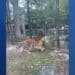 Woman jumps tiger fence at Cumberland County Zoo in NJ
