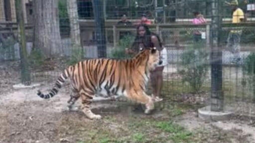 Woman tries to pet tiger at Cumberland County Zoo